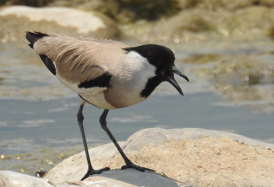 River Lapwing (from the Asan Barrage)