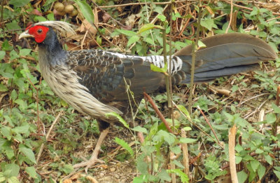 Kalij Pheasant