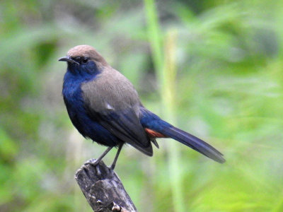 Indian Robin (female)