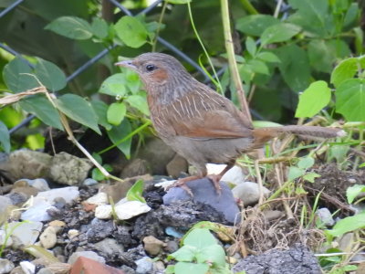 Streaked Laughingthrush