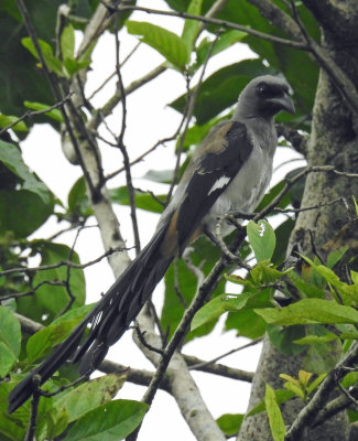 Grey Treepie