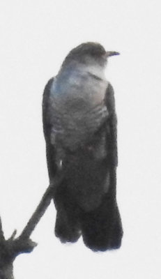 Himalayan Cuckoo(?)