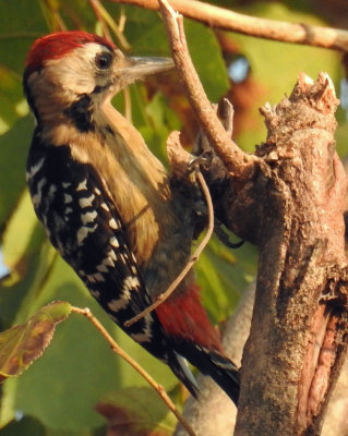 Fulvous-Breasted Woodpecker