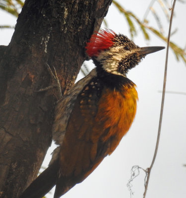 Himalayan Flameback