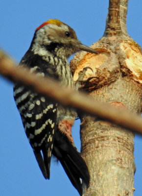 Yellow-crowned Woodpecker 