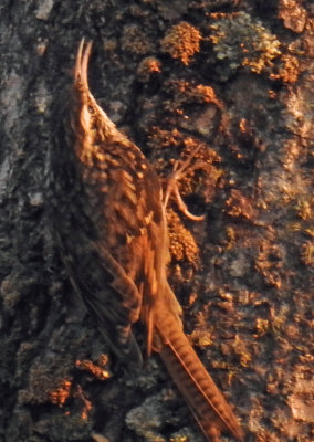 Bar-tailed Treecreeper 
