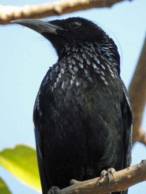 Spangled drongo 