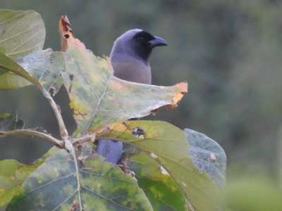 Crows