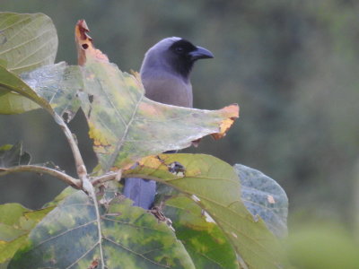 House Crow