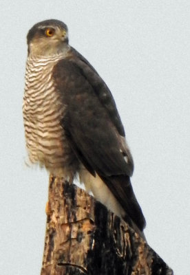 Eurasian Sparrowhawk