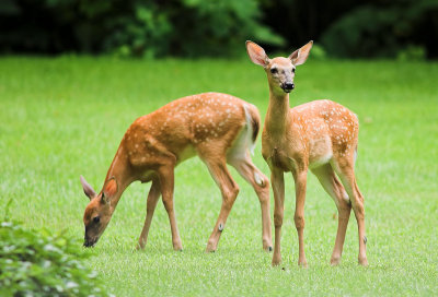 2013 fawns B.jpg