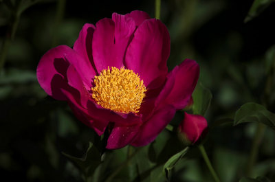 peony 2014A.jpg