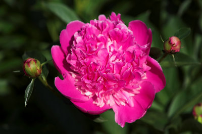 peony 2014B.jpg