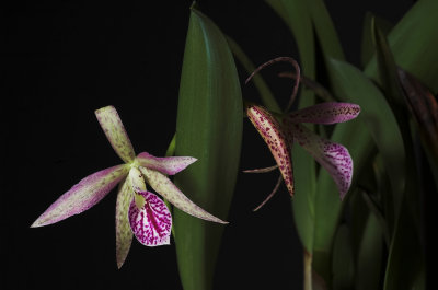 cattleya_0701.jpg