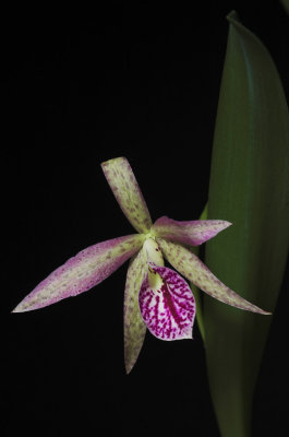 cattleya_0708.jpg