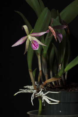 cattleya_0716.jpg