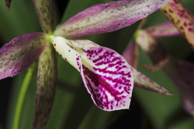 cattleya_0721.jpg