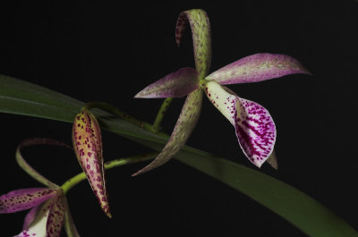 cattleya_0741.jpg