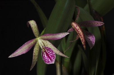 cattleya_0756.jpg