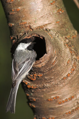 chickadee nest 2.jpg