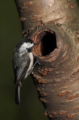 chickadee nest 3.jpg