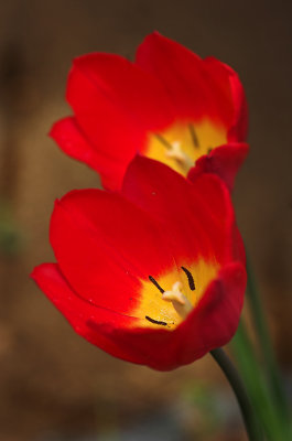 red and yellow tulips1.jpg