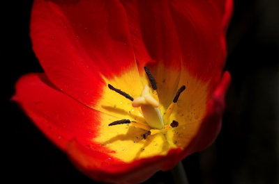 red and yellow tulips2.jpg