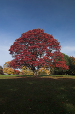 Maple2.jpg