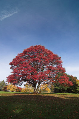 Maple4.jpg