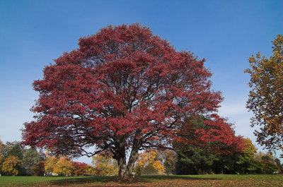 Maple5.jpg