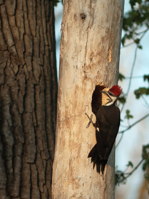 Pileated Woodpecker 1375.jpg