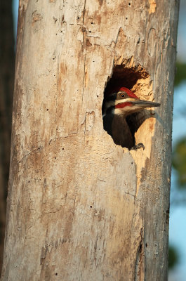 Pileated Woodpecker 1403.jpg