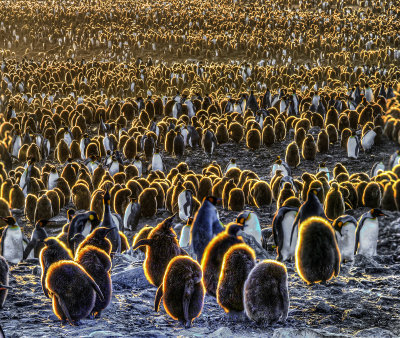 Penguins You Say Untitled_Panorama1HDR.jpg
