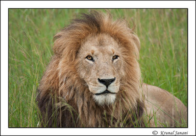 African-Lion-Panthera-leo-13011.jpg