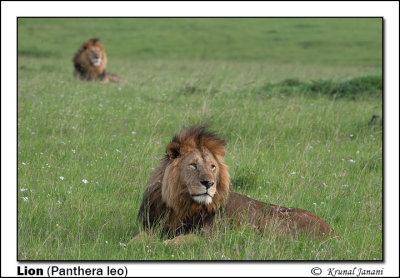 African-Lion-Panthera-leo-13391.jpg