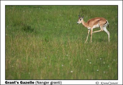 Grants-gazelle-Nanger-granti-13353.jpg