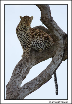 Leopard-Panthera-pardus-13119.jpg