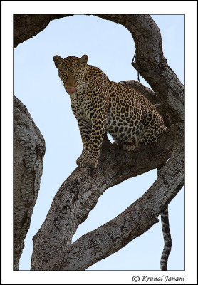 Leopard-Panthera-pardus-13173.jpg