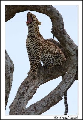 Leopard-Panthera-pardus-13177.jpg