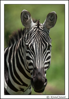 Plains-zebra-Equus-quagga-12758.jpg