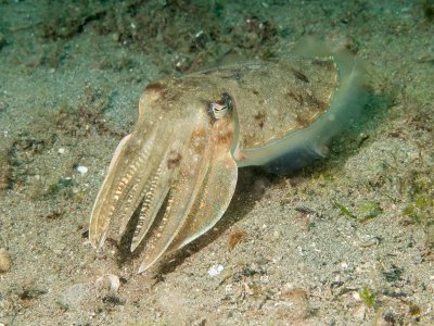 Cuttlefish