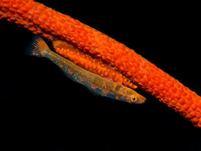 Wire coral goby and a cowrie