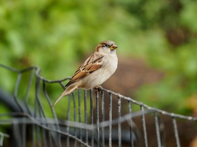 Central Park Sparrow