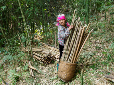 Harvesting bamboo firewood