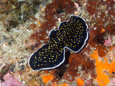 Gold Speckled Flatworm