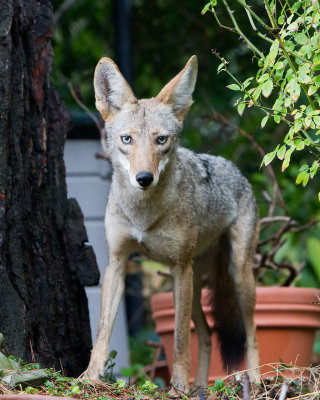 Coyote