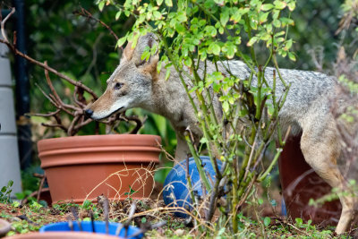 Coyote