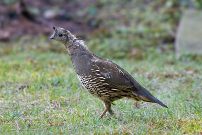 California Quail