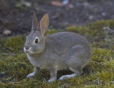 Brush Rabbit