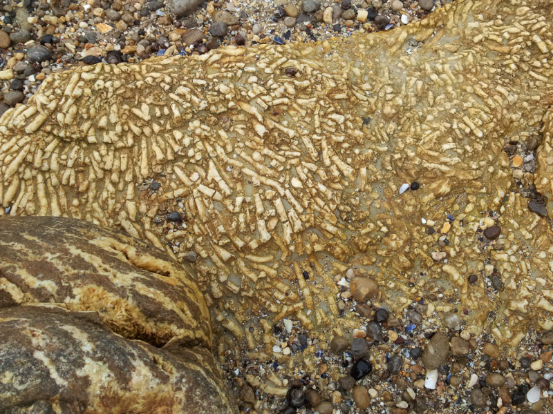 Kilspindie fossils